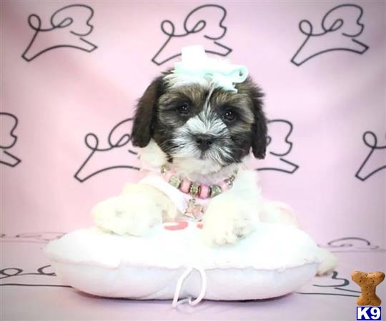PuppyHeavenLV Picture 2